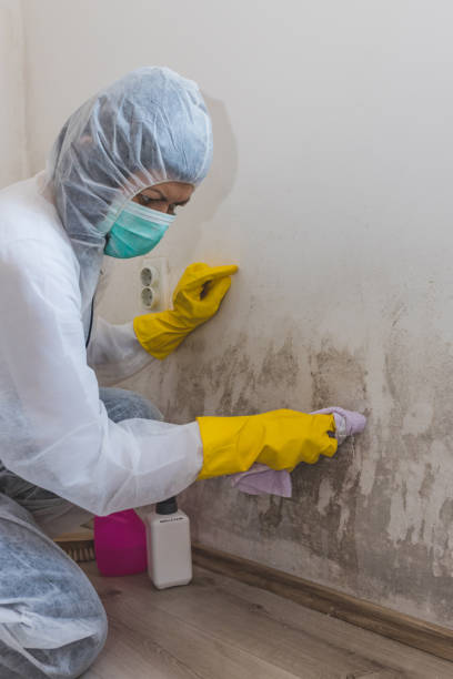 Mold Remediation for Vacation Homes in Shelley, ID
