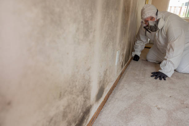 Best Mold Remediation for Rental Properties  in Shelley, ID